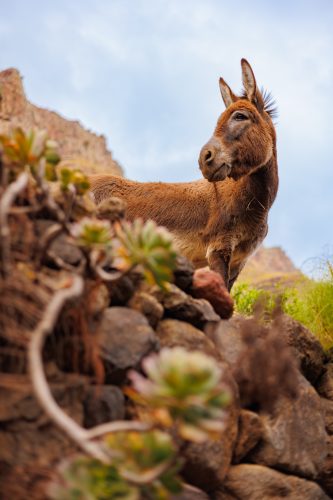 bioagaete-caminata-san-pedro-el-hornillo-0014