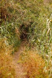 bioagaete-caminata-san-pedro-el-hornillo-0046