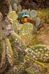 bioagaete-caminata-san-pedro-el-hornillo-0120