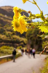 bioagaete-caminata-lugarejos-barranco-hondo-0065