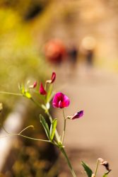 bioagaete-caminata-lugarejos-barranco-hondo-0072