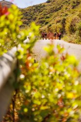 bioagaete-caminata-lugarejos-barranco-hondo-0073