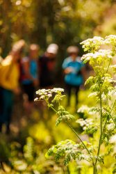 bioagaete-caminata-lugarejos-barranco-hondo-0081
