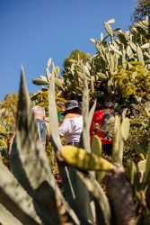 bioagaete-caminata-lugarejos-barranco-hondo-0089