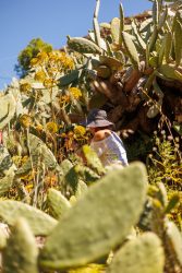 bioagaete-caminata-lugarejos-barranco-hondo-0090