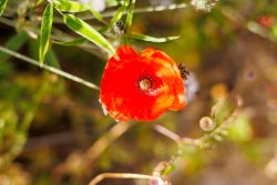 bioagaete-caminata-lugarejos-barranco-hondo-0111