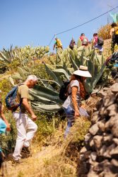 bioagaete-caminata-lugarejos-barranco-hondo-0118