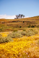 bioagaete-caminata-lugarejos-barranco-hondo-0167
