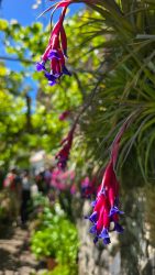 bioagaete-caminata-lugarejos-barranco-hondo-0233